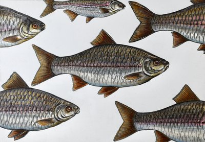 Illustrazione di un pesce che nuota da Marina Kozyr