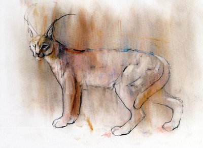 Caracal arabo, 2009 da Mark Adlington