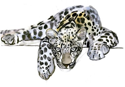 Leopardo arabo, 2008 da Mark Adlington