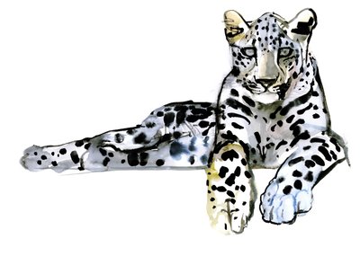 Leopardo arabo, 2008 da Mark Adlington