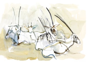 Oryx arabo, 2010 da Mark Adlington