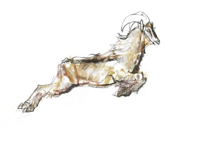 Tahr arabo, 2009 da Mark Adlington