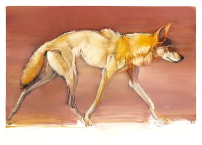 Lupo arabo, 2010 da Mark Adlington