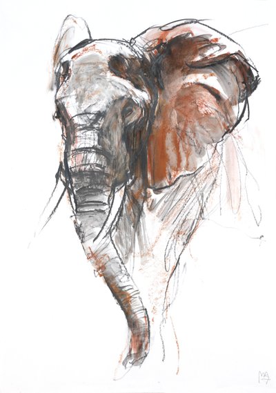 Bellissima elefante femmina, Loisaba, 2018 da Mark Adlington
