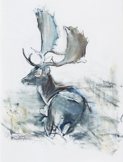 Cervo nell