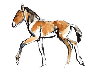 Puledro (Przewalski), 2013 da Mark Adlington