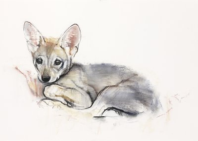 Cucciolo di lupo arabo arricciato, 2009 da Mark Adlington