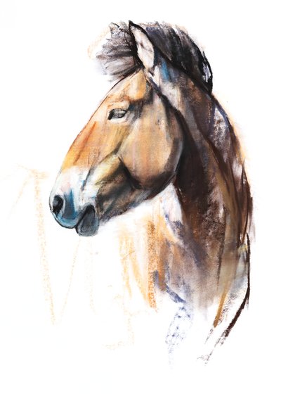 Desert Spirit (Przewalski) da Mark Adlington