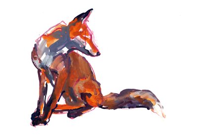 Giovane elegante (volpe rossa) da Mark Adlington