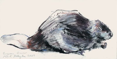 Castoro europeo (studio) 2001 da Mark Adlington