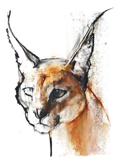 Felino (Caracal arabo), 2009 da Mark Adlington
