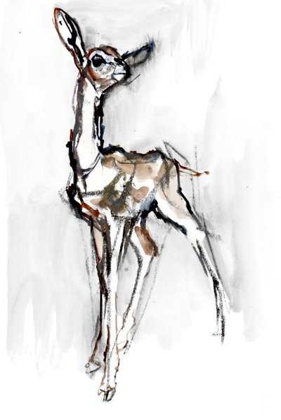 Gerenuk Cucciolo, Sarara da Mark Adlington