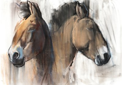 Studio della testa (Przewalski) 2012 da Mark Adlington