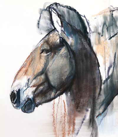 Studio della testa, Przewalski (dettaglio) da Mark Adlington