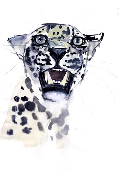 Ringhio incisivo (Leopardo arabo), 2008 da Mark Adlington