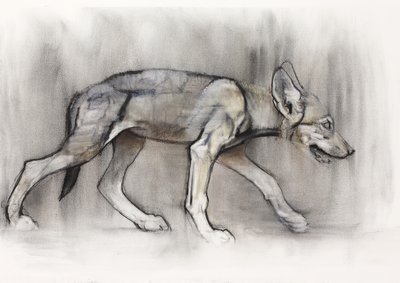 Cucciolo magro (Lupo arabo), 2009 da Mark Adlington
