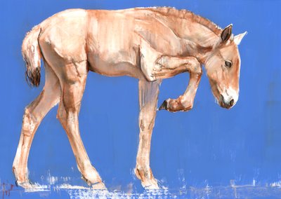 Puledro di Przewalski da Mark Adlington