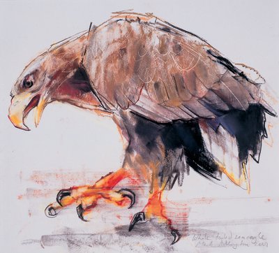 Rapace da Mark Adlington