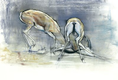 Gazzelle della sabbia, 2009 da Mark Adlington