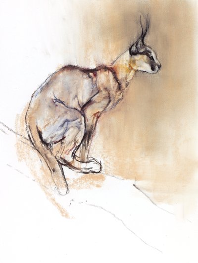 Caracal seduto, 2009 da Mark Adlington