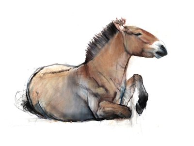Przewalski seduto, 2011 da Mark Adlington