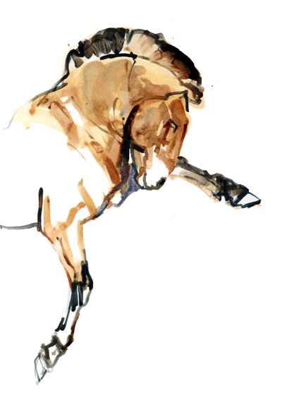 Stallone (Przewalski), 2013 da Mark Adlington