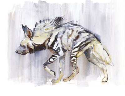 Iena striata, 2010 da Mark Adlington