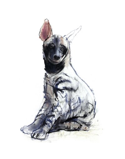 Cucciolo di iena striata (seduto) da Mark Adlington