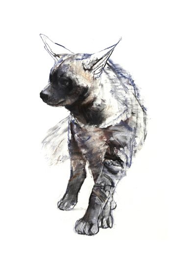 Cucciolo di iena striata, 2010 da Mark Adlington