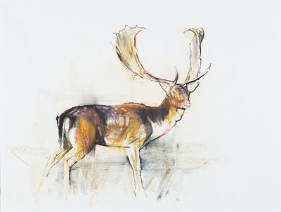 Studio di un cervo da Mark Adlington