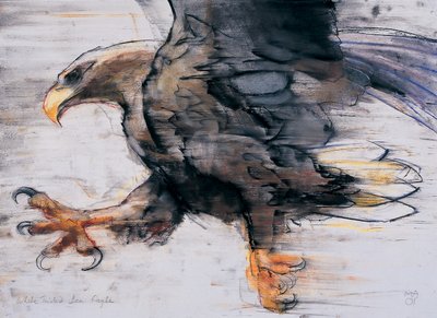 Artigli - Aquila di Mare dalla Coda Bianca da Mark Adlington