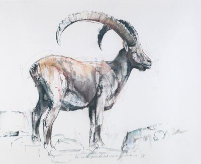 Venerando Stambecco, 2006 da Mark Adlington