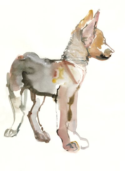 Waggle (cucciolo di lupo arabo), 2011 da Mark Adlington