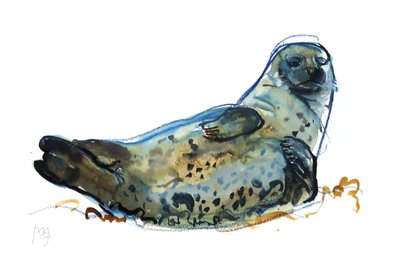 Foca di Westcove, 2019 da Mark Adlington
