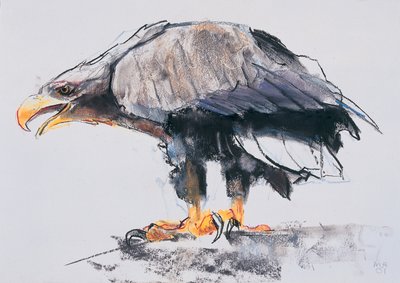 Aquila di mare dalla coda bianca, 2001 da Mark Adlington
