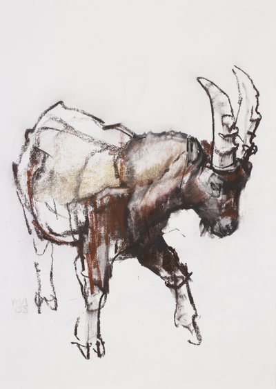 Giovane stambecco, Gran Paradiso, 2005 da Mark Adlington