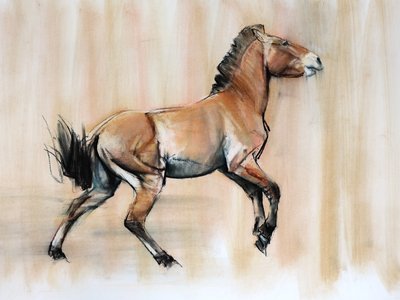 Giovane stallone (Przewalski), 2014 da Mark Adlington