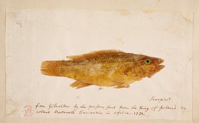 Un pesce da Mark Catesby