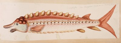 Un pesce da Mark Catesby