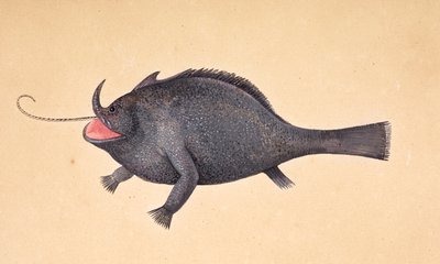 Un pesce da Mark Catesby
