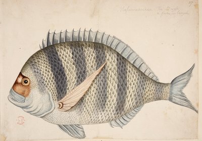 Un pesce da Mark Catesby