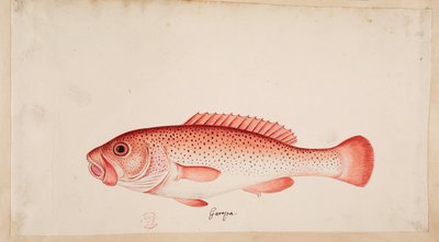 Un pesce. da Mark Catesby