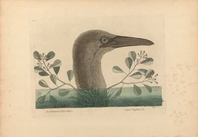 An Thymelaea foliis obtusis; Anseri Bassano &c: Il grande booby, tavola 86 da 