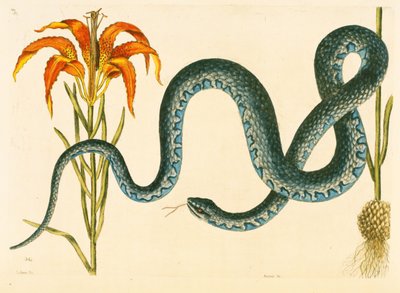 Anguis, il serpente Wampum, tavola 58, vol. 1 da 