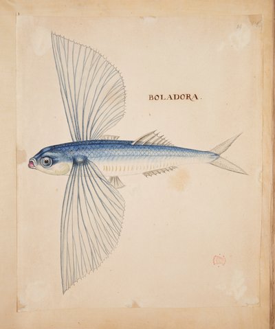 Boladora. Un pesce volante da Mark Catesby