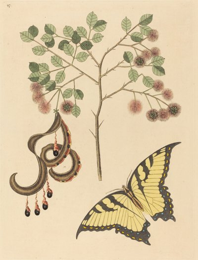 Unghia di gatto (Mimosa circinalis) da Mark Catesby