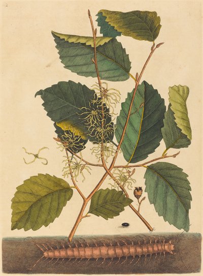 Centopiedi (Scolopendra morsitans) da Mark Catesby