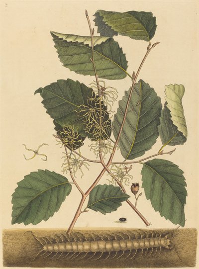 Centopiedi Scolopendra morsitans da Mark Catesby