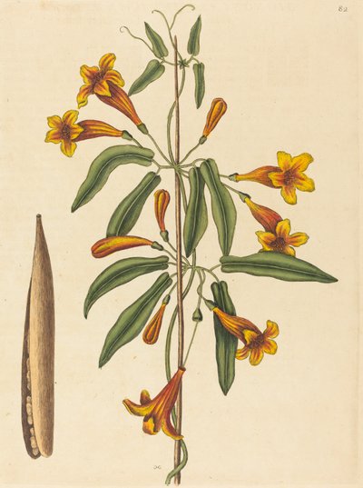 Cross-vine Bignonia capreolata, pubblicato 1754 da Mark Catesby