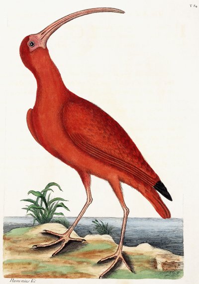 Chiurlo, Numenius da Mark Catesby